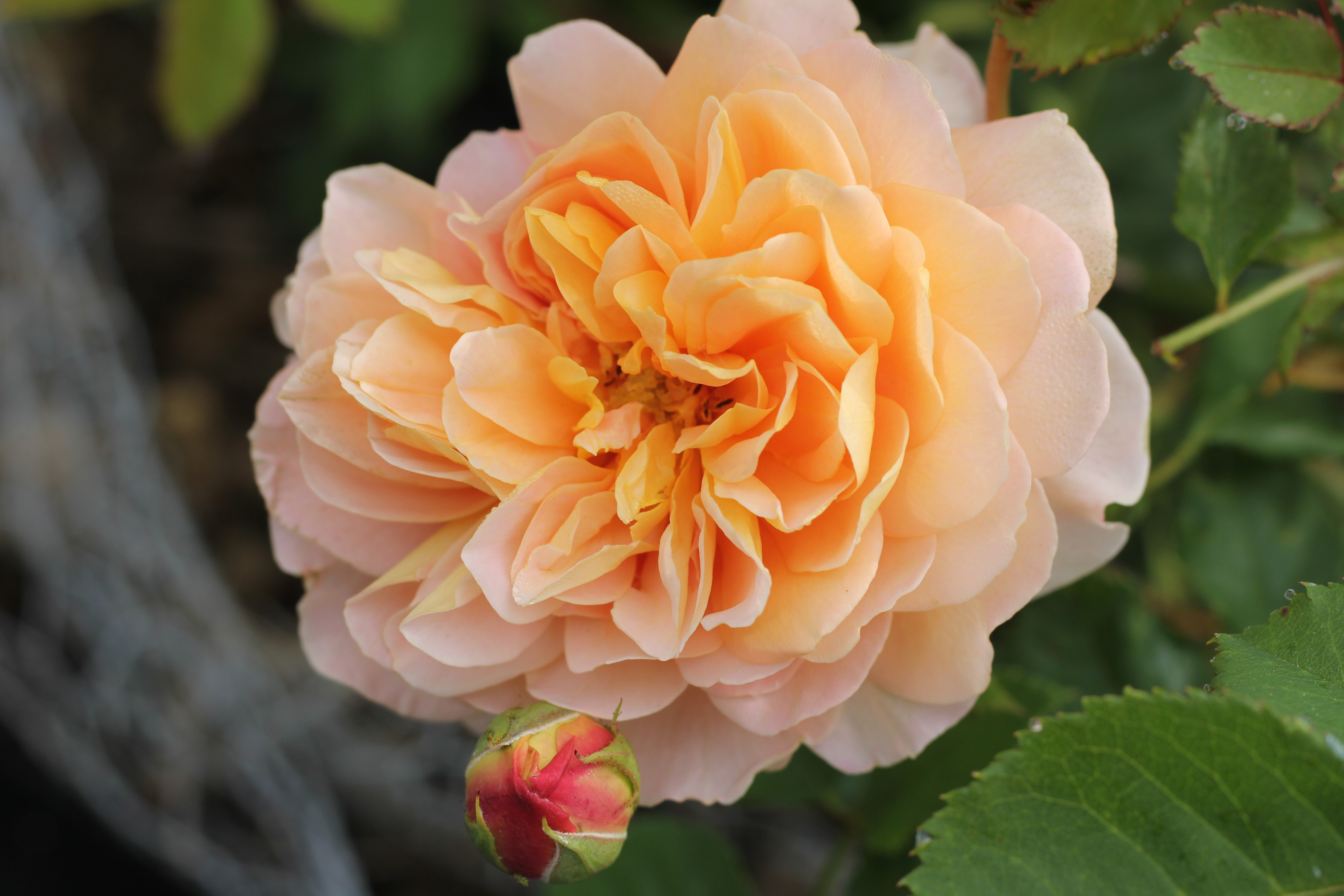 Sonoma County Garden Roses