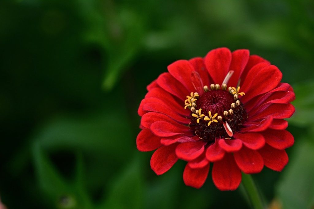 25 Types of Red Flowers