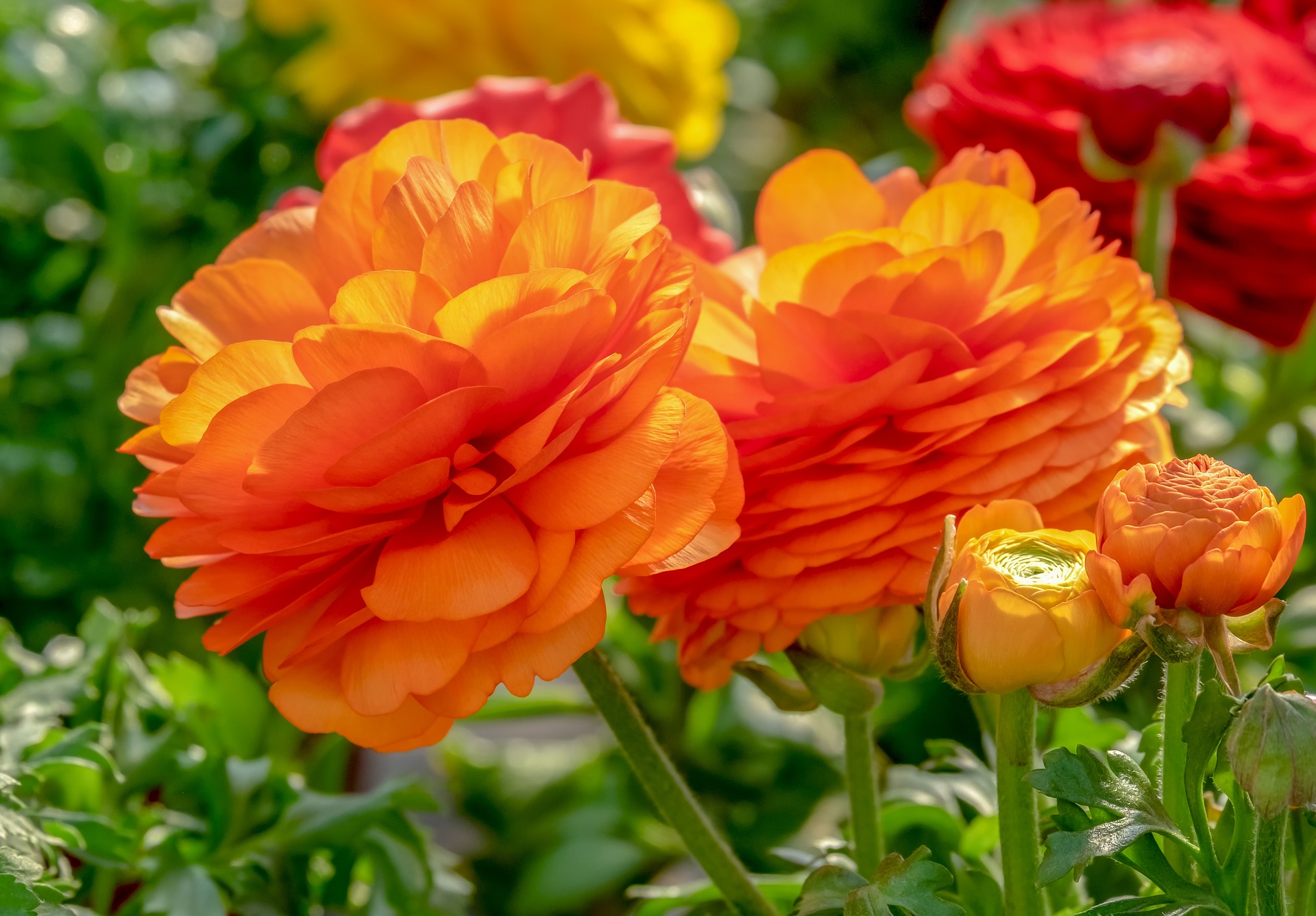 Sprouting Ranunculus