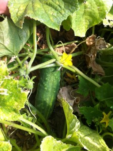 garden_cucumbers