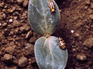 cucumber beetles