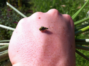 cucumber_beetles