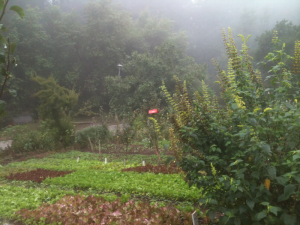 Lush lettuce growing 