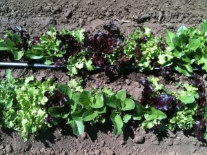 Growing Red and Green Lettuce in Sonoma County