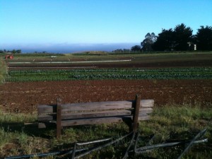 A lettuce field at Petaluma Bounty