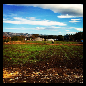 early cover crop