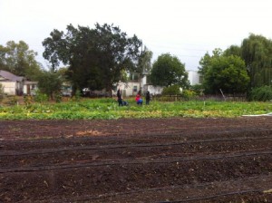 Volunteers helping us tun over beds to prepare the garden for fall