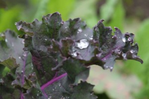 lettuce_transplant