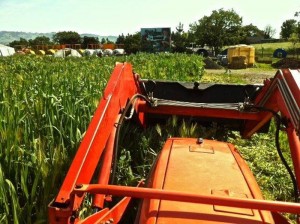 Turning cover crops back into the soil