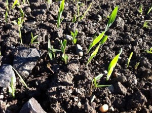 Sprouting cover crops