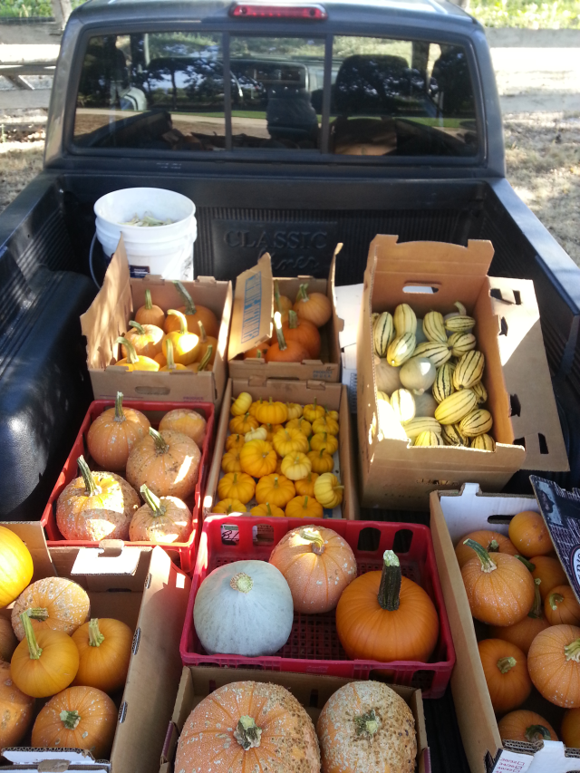 When to Harvest Winter Squash