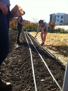 Planting garlic at the Bounty Farm