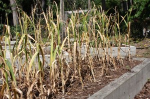 growing-garlic-inground