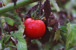 Ripe tomato from First Light Farm. Photography by Janae Alyssa Lloyd