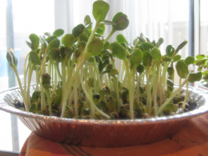 Micro-greens growing indoors. Photo source. 