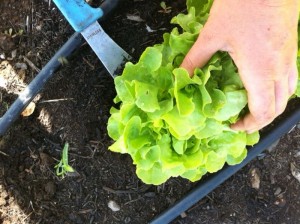 A great resolution is to attempt to grow all your family's salad greens