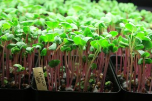 Microgreens Growing Indoors