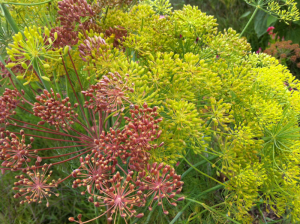 Flowering plants (dill) for pollinators