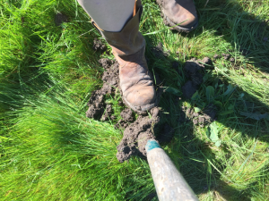 Muddy soil sticking to a shovel, which means it's still too wet to plant!