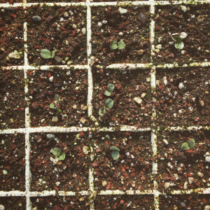 safflower-seeds-greenhouse