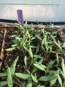 seeds-to-sow-in-greenhouse