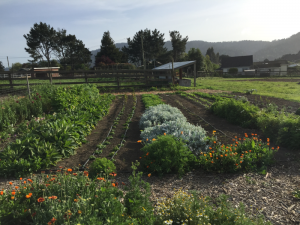 row-cropping-bee-habitat