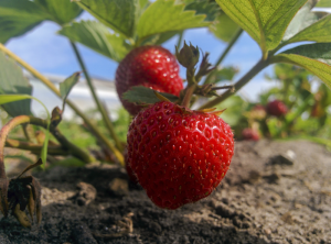 strawberry-harvest
