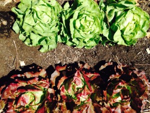 Lettuce Up Close at Red H Farm