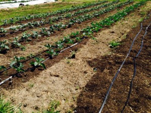 Newly transitioned land with compost