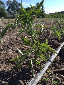 Tomatoes in the ground at Petaluma Bounty