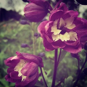 Biennial delphinium at B-Side Farm