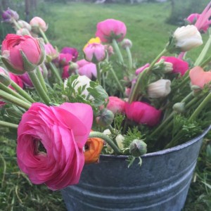 Early spring ranunculus at B-Side Farm