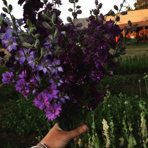 Glorious Larkspur rainbow at B-Side farm