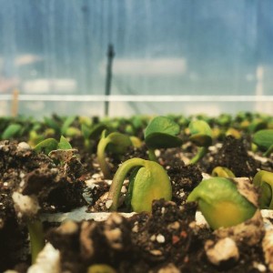 Lupine germinating in the greenhouse at B-Side Farm