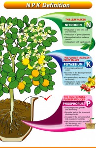 Click photo to enlarge. Photo Source: Great Garden Supply