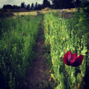 The first of the spring blooms at B-Side Farm