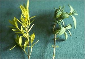 Nitrogen deficiencies in Stl. John's Wort. Photo Source: University of FL