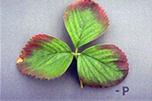 Phosphorous deficiencies in strawberries. Photo Source: Cornell