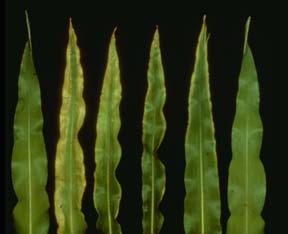Potassium deficiencies in corn, second from left. Photo source: Univ. of Minnesota 