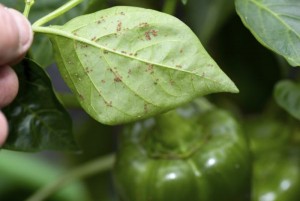 Aphids under leaf of bell pepper plant