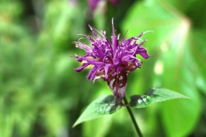 Bergamot Tea Garden