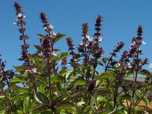 Growing Cinnamon Basil