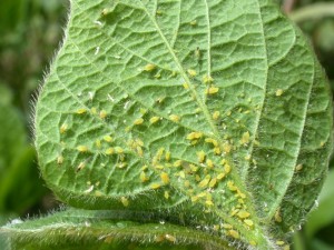 How to Prevent Aphid Infestations