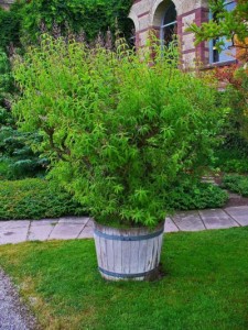 Large potted lemon verbena