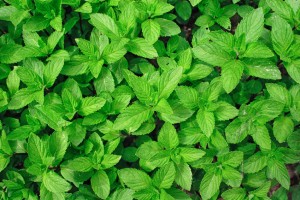 Fresh mint leaves