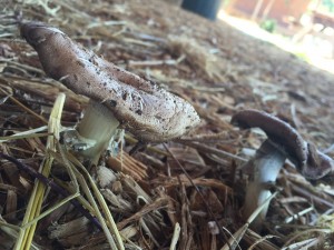 Even in the middle of summer, in a drought, and without supplemental irrigation, the king stropharia that PSC innoculted into the woodchips around their outdoor classroom are still growing!