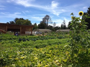 Permaculture Skills Center on a beautiful day