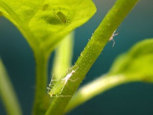 How to Prevent Aphids