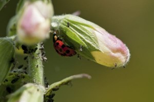 Use ladybugs to control ahpids
