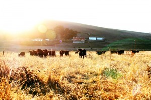 True Grass Farms Cattle